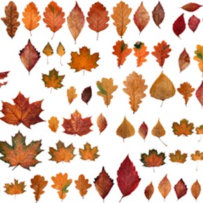 Ready for Fall? How about&nbsp;E-books?